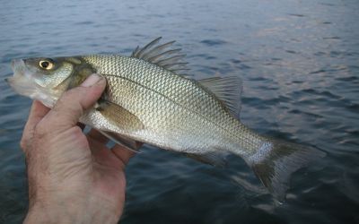 White Perch, StockXchng.com